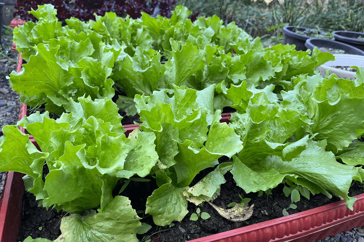 Green leaf lettuce