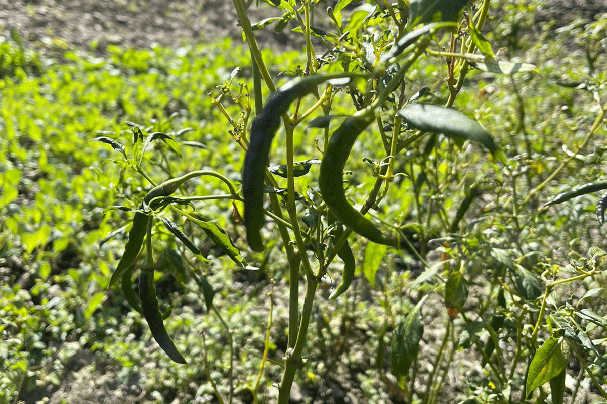 green chilli from salad and co farms