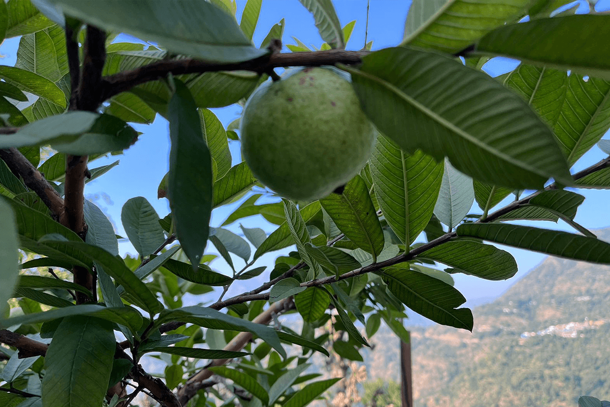 guava from salad and co farams