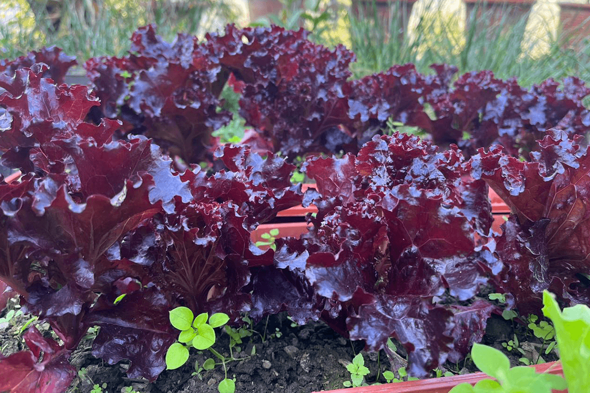 Red leaf lettuce