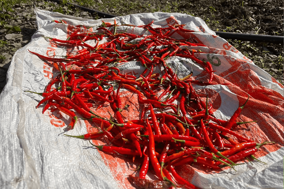 red chilli from salads and co farm